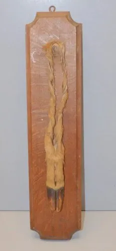 -ANCIEN TROPHEE de CHASSE PATTE de BICHE sur PLAQUE de BOIS COLLECTION  D